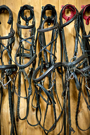 Leather horse bridles and bits hanging on wall of stableの写真素材