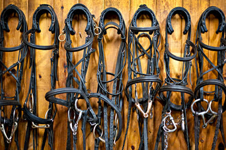 Leather horse bridles and bits hanging on wall of stableの写真素材