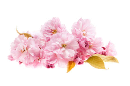 Pink cherry blossom flower arrangement isolated on white backgroundの写真素材