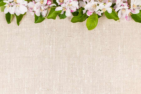 Natural linen background with spring apple blossom flowersの写真素材