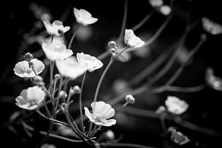 Backlit buttercup flowers in black and white