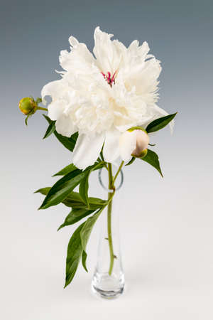 Studio shot of one white peony flower in a vase on gray backgroundの写真素材