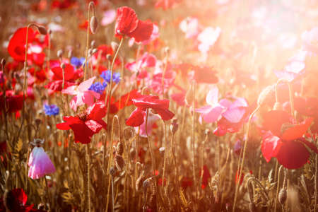 Red and pink poppies with wildflowers in sunny summer meadowの写真素材