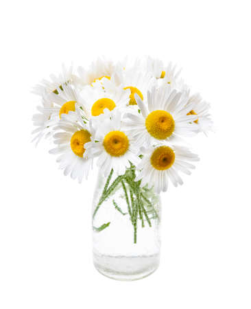 Wildflower bouquet of oxeye daisies isolated on white backgroundの写真素材