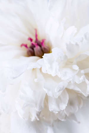 Studio macro shot of white peony flower head with focus on petalsの写真素材