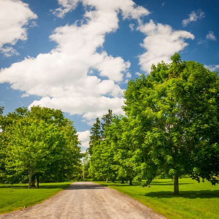 Summer landscape with rural road, lush maple trees and blue skyの写真素材