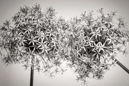 Macro closeup of flowering onion flowers in black and whiteの写真素材
