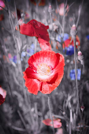 Red poppy flower growing in meadow. Selective color.の写真素材