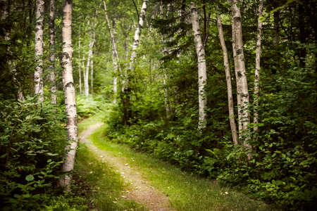 Hiking trail in lush green summer forest with white birch treesの写真素材