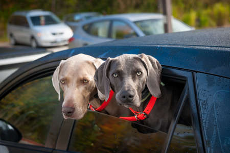 Two weimaraner dogs looking out of car window in parking lotの写真素材