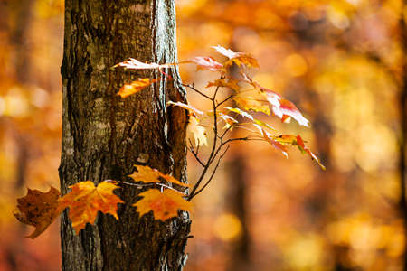 Trunk and branch of fall maple tree with bright orange foliage in sunny autumn forest