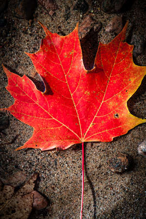 One red fall maple leaf floating in shallow lake water with sandy bottomの写真素材
