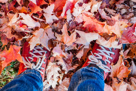 Red shoes standing in many fallen maple leaves from aboveの写真素材