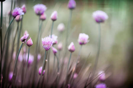 Purple flowers of flowering chives in garden