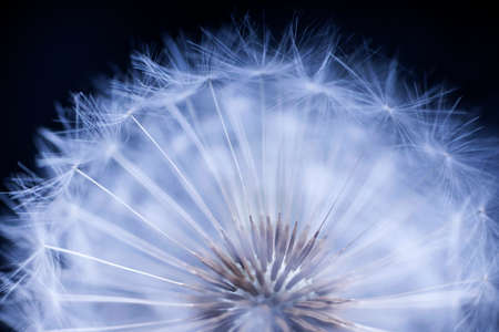 Dandelion seed head macro close up on black background