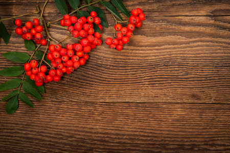 Red mountain ash or rowan berries on rustic wooden backgroundの写真素材