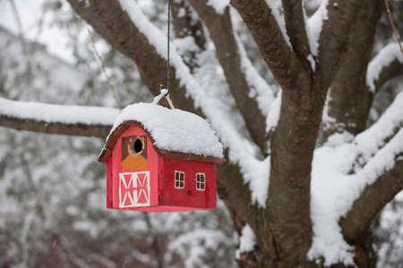 Red bird house hanging outdoors in winter on tree covered with snowの写真素材