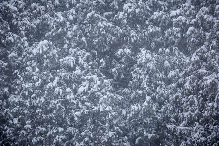 Background of cedars covered in snow during blizzardの写真素材