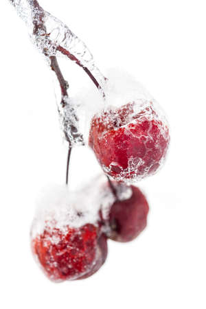 Bunch of red crab apples frozen and covered with ice on snowy branch in winter isolated on white backgroundの写真素材