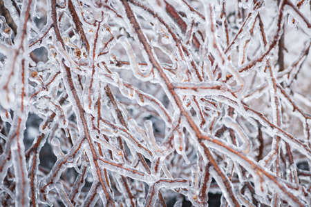 Closeup of ice covered branches in winter as abstract backgroundの写真素材