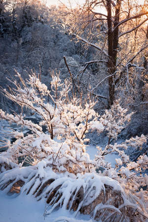 Winter forest trees covered in snow after heavy snowfall in nature with warm sunlight. Ontario, Canada.の写真素材