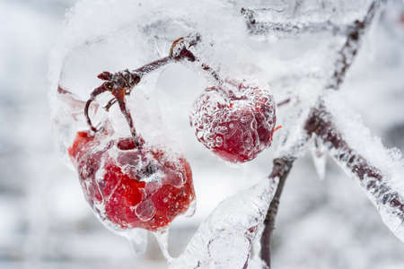 Red crab apples frozen and covered with ice on snowy branch in winter, close upの写真素材