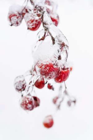 Bunch of red crab apples frozen and covered with ice on snowy branch in winter isolated on white backgroundの写真素材