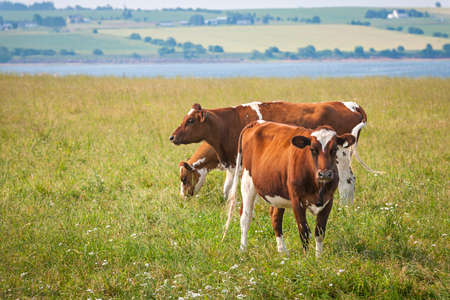 Three Ayrshire cows grazing in field at Prince Edward Island, Canadaの写真素材