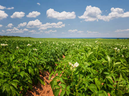 Closeup of flowering potato plants growing in large farm field at Prince Edward Island, Canadaの写真素材
