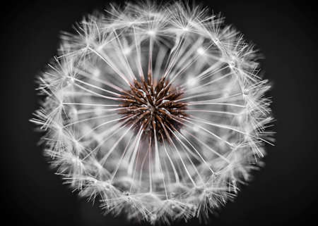 Macro closeup of dandelion seed head over black backgroundの写真素材