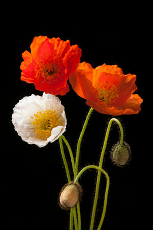 Red, orange and white poppy flowers with buds on black backgroundの写真素材