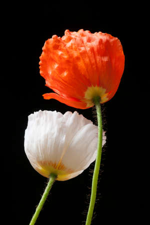 Two red and white poppies on black backgroundの写真素材
