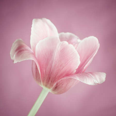 One tulip flower on pink background close up, square formatの写真素材