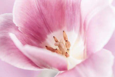 Macro closeup of pink tulip flower with pistil and stamensの写真素材