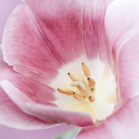 Macro closeup of pink tulip flower with pistil and stamens, square formatの写真素材