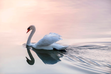 White swan swimming on lake water surface reflecting pink sunsetの写真素材