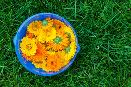 Freshly picked medicinal calendula flowers in blue bowl on green grassの写真素材