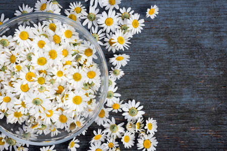 Fresh medicinal roman chamomile flowers in bowl on blue rustic wooden background with copy space