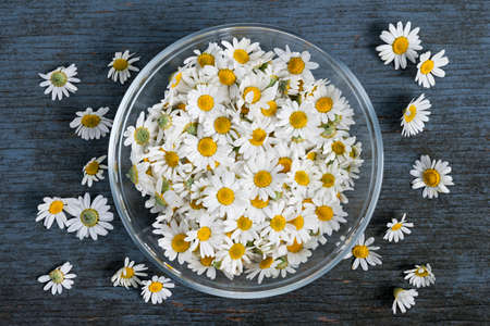 Fresh medicinal roman chamomile flowers in bowl on rustic wooden backgroundの写真素材