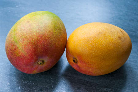 Two ripe whole mango fruits on blue stone backgroundの写真素材