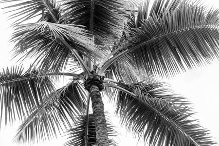 Top of palm tree on cloudy sky background in black and whiteの写真素材