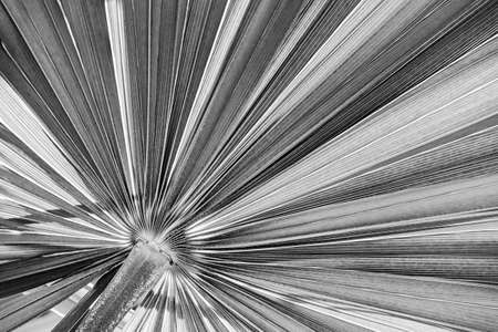 Closeup on tropical palm tree leaf texture in black and whiteの写真素材