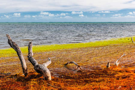 Dead mangrove tree trunks, driftwood branches and seaweed near ocean shore at Florida Keysの写真素材