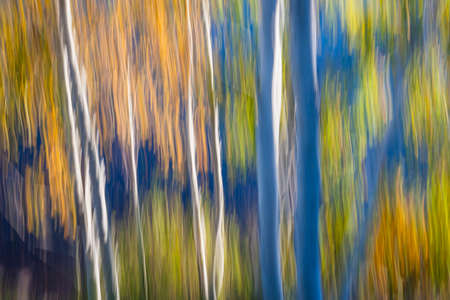 Abstract landscape of autumn birch trees growing on lake shore in the fall. Image produced by camera motion.の写真素材