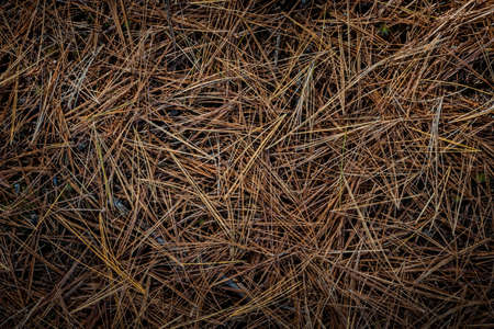 Closeup on fallen brown pine needles on forest floor, view from above.の写真素材