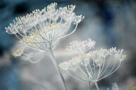 Macro closeup of flowering dill herb cluster flowers growing in garden