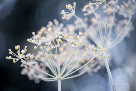 Macro closeup of flowering dill herb cluster flowers growing in gardenの写真素材