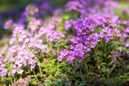 Purple flowers of thyme herb in summer garden, macro closeup.
