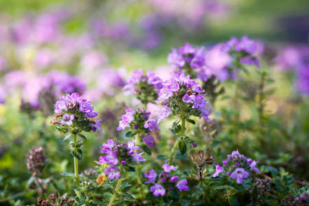 Purple flowers of thyme herb in summer garden, macro closeup.の写真素材