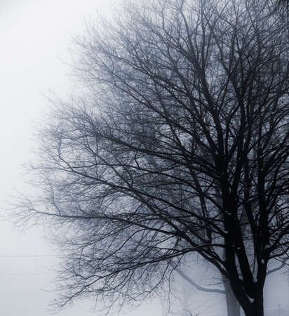 Foggy winter scene of single leafless tree in fogの写真素材